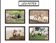 Les potes