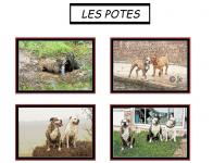 Les potes